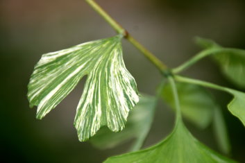 Ginkgo biloba Beijing Gold