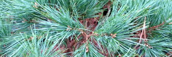 z Conifer Pinus strobus Blue Shag