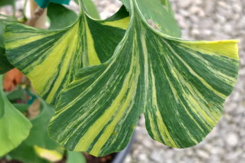 Ginkgo biloba Summer Rainbow / Sunstream