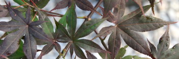 Acer palmatum Akegarasu