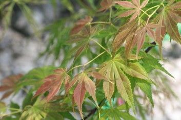 Acer palmatum Elmwoodii