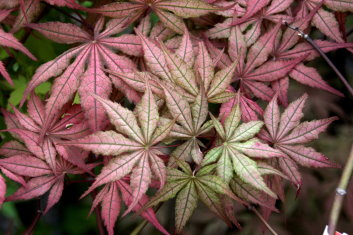 Acer palmatum Uncle Ghost