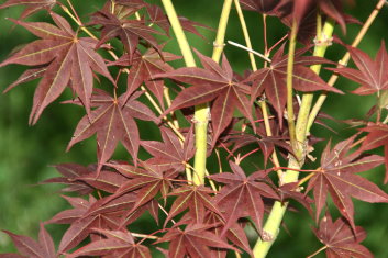 Acer palmatum Tsukushi gata