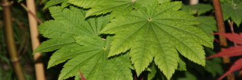 Acer japonicum Takinogawa