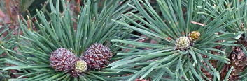 z Conifer Pinus mugo Yellow Point