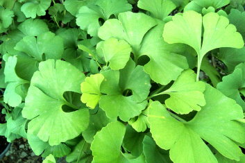 Ginkgo biloba Troll