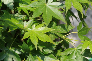 Acer palmatum Aoba jo