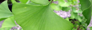 z Ginkgo biloba Layin' Low