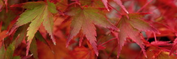 Acer palmatum Harusame