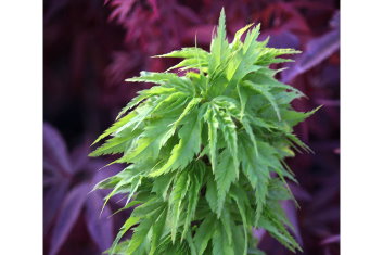 Acer palmatum Tattoo