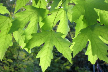 Acer griseum x saccharum Sugarflake 