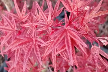 Acer palmatum Beni komachi