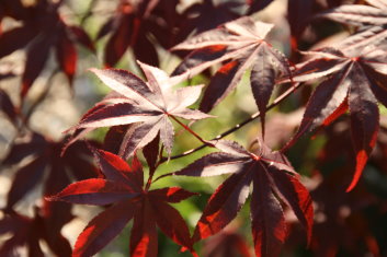 Acer palmatum Margaret Bee