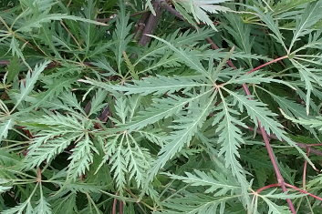 Acer palmatum Zig Zag