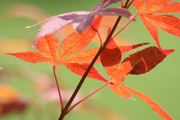 Acer palmatum Vandermoss Red