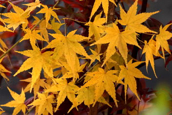 Acer palmatum Aoyagi / Ukon