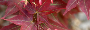 Acer palmatum Ruby Star/Beni Hoshi