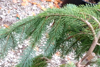 Picea engelmanii Bush's Lace