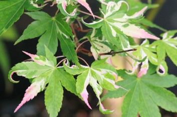 Acer palmatum Asahi zuru