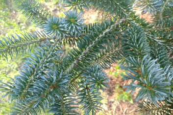 Abies koreana Blaue Zwo