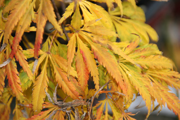 Acer palmatum Eagle's Tail  (See washi-no-o)