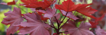 Acer platanoides Purple Globe