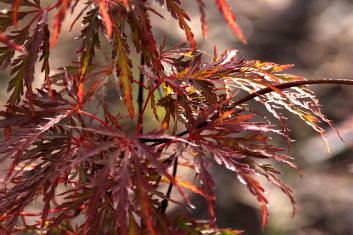 Acer palmatum Beni tsukasa shidare