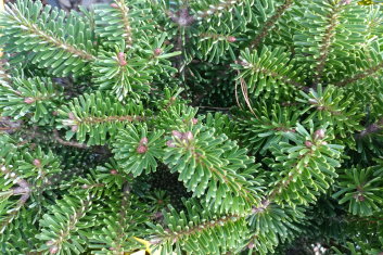 Abies nordmanniana Munsterland