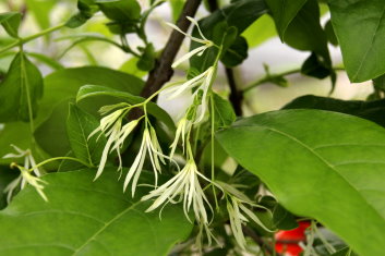 Chionanthus virginicus Emerald Knight