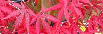 Acer palmatum Glowing Embers