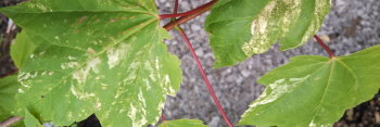 Acer rubrum Candy Ice