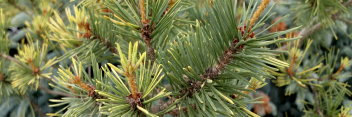 z Conifer Pinus sylvestris KBN Gold