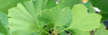 z Ginkgo biloba Anny's Dwarf