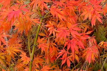 Acer palmatum Omure yama