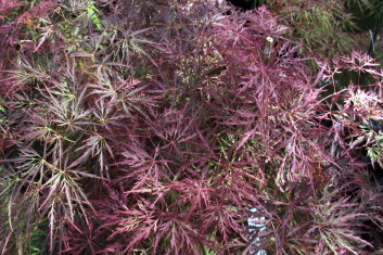 Acer palmatum Brocade