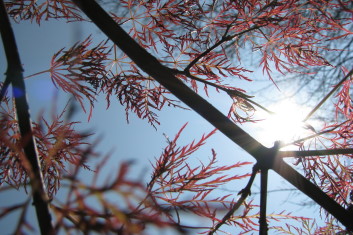 Acer palmatum Red Feathers