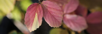 z Parrotia Persica Vanessa