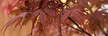 Acer palmatum Aka shigitatsu sawa