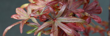 Acer palmatum Briella's Broom