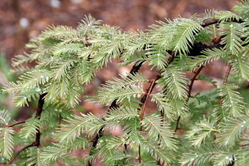 Metasequoia glyptostroboides Miss Grace ( Dawn Redwood )