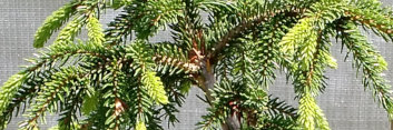 z Conifer Picea orientalis Nutans