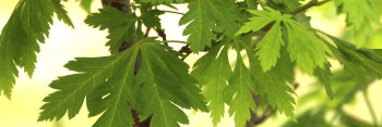 Acer circinatum Monroe