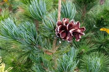 Pinus parviflora Negishi