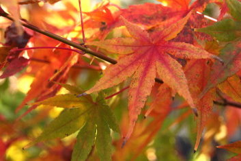 Acer palmatum Oshio beni