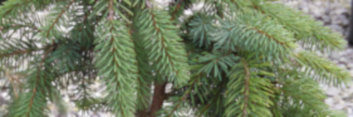 z Conifer Picea mariana Aureovariegata