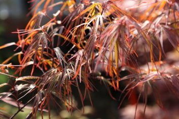 Acer palmatum Pung Kil