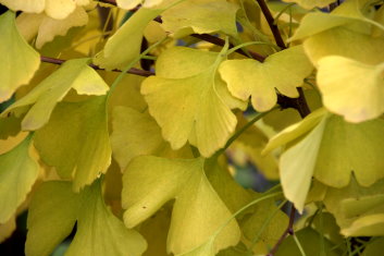 Ginkgo biloba Green Pagoda