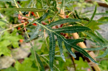 Quercus robur Pectinata