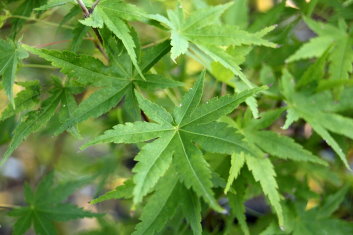 Acer palmatum Koyasan