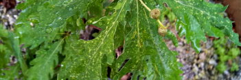 z Quercus robur Strypemonde (English Truffle Oak)